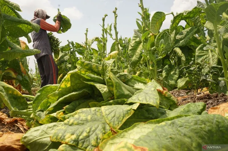 Petani Tulungagung Panen 546 Ton Tembakau di Areal Seluas 26 Hektare