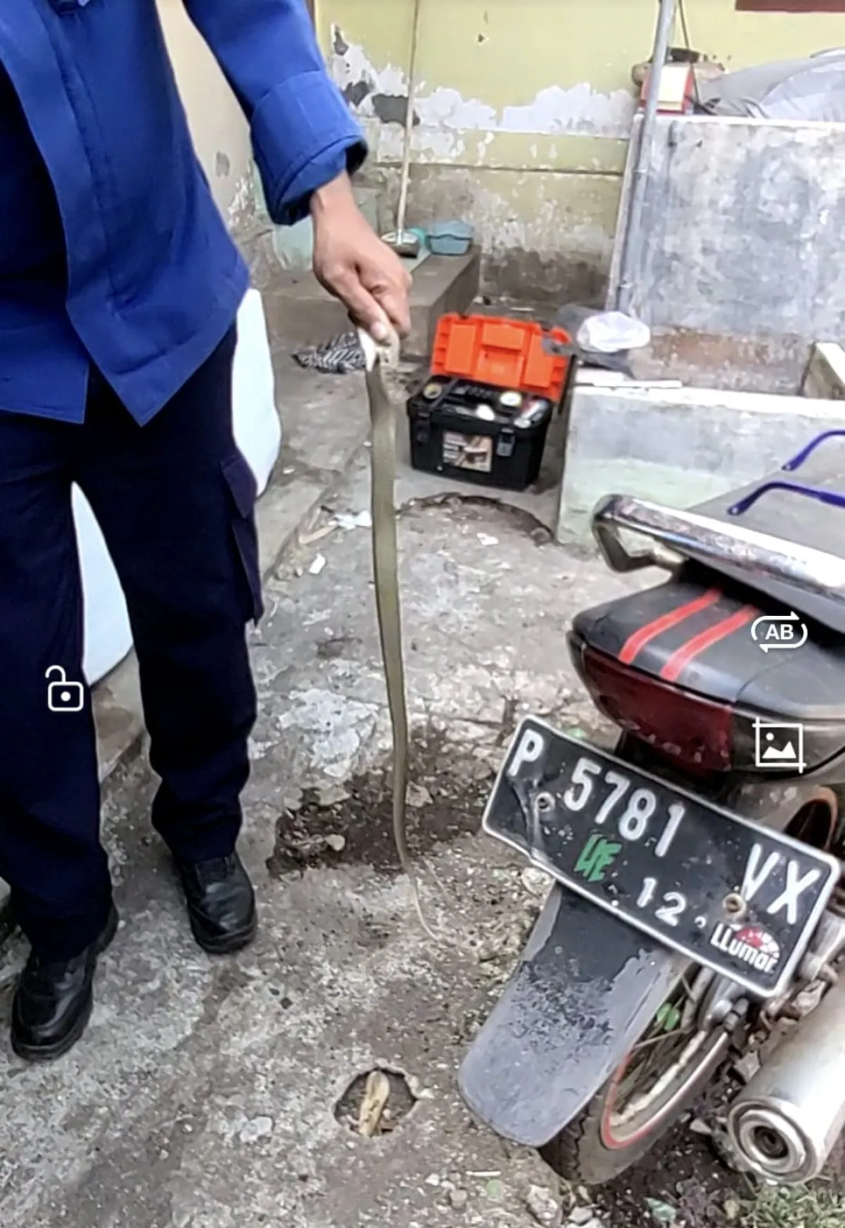 Kobra Jawa Bersembunyi di Rangka Motor Warga, Damkar Jember Butuh 25 Menit untuk Evakuasi