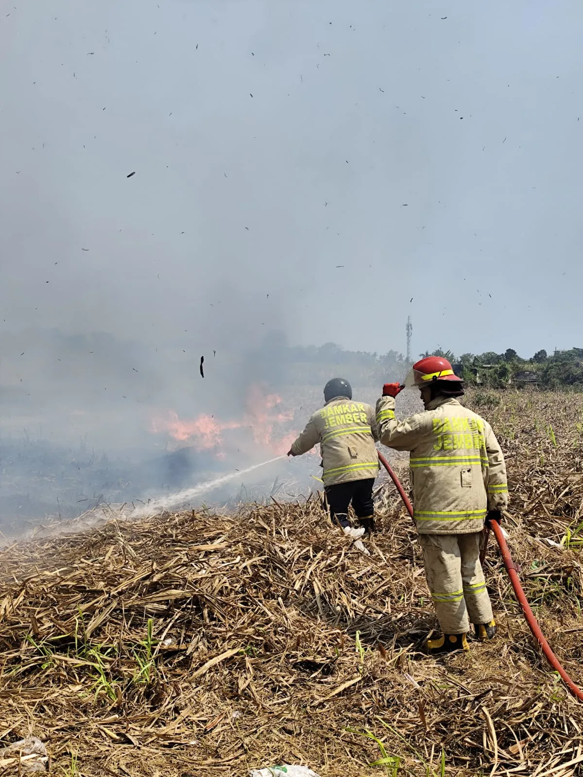 Lahan Tebu Seluas 9 Hektar Milik PTPN I di Jember Ludes Dilalap Api