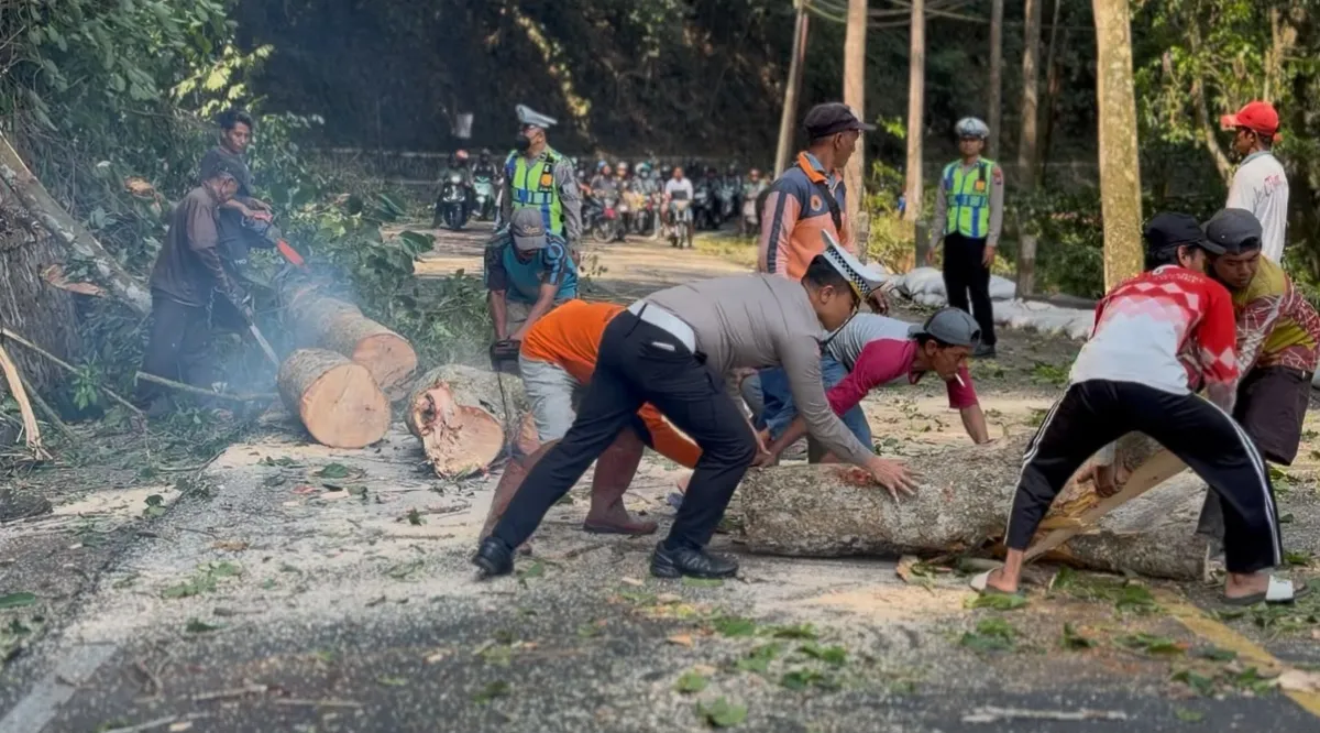 Pohon Tumbang di Jalur Gumitir KM 33, Lalu Lintas Sempat Ditutup Saat Evakuasi