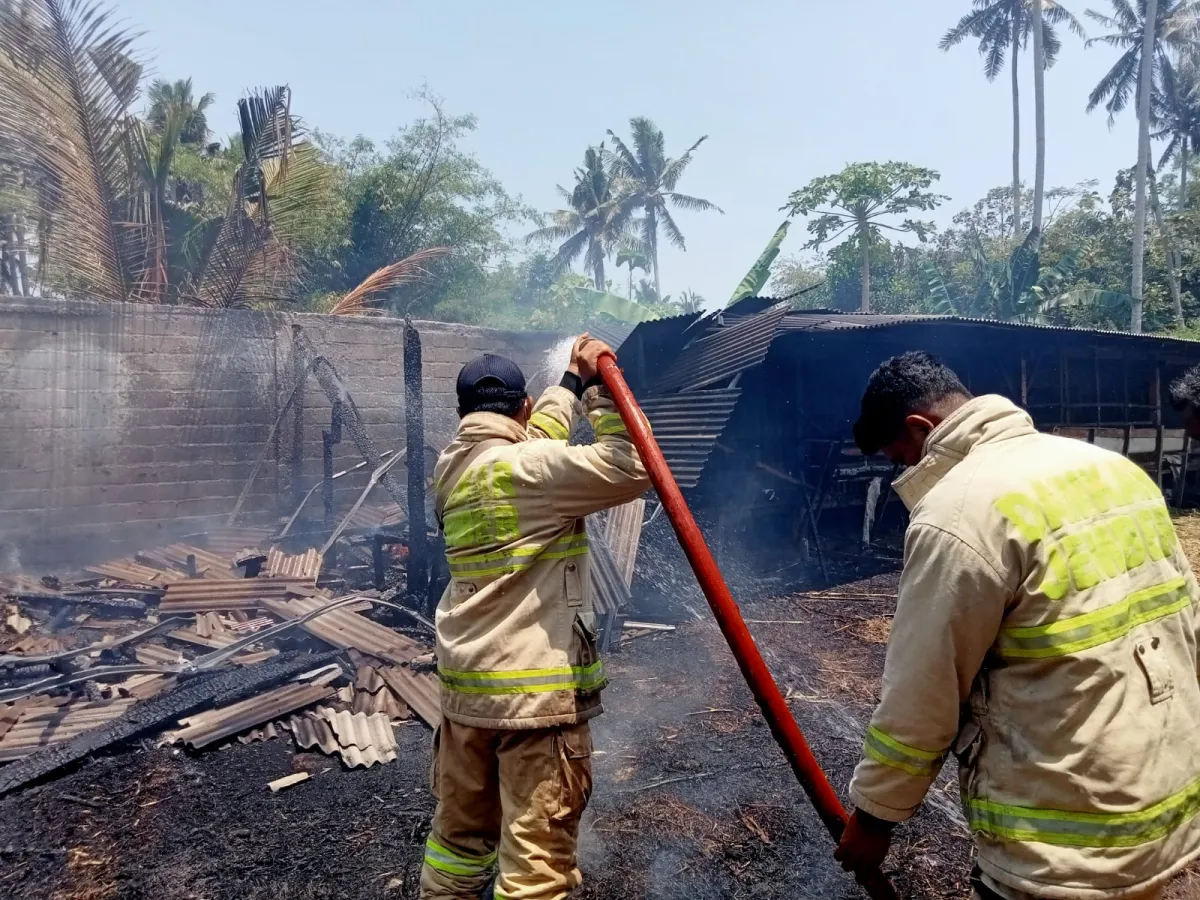 Kandang Kambing di Jember Ludes Dilalap Api, Kerugian Ditaksir Rp 30 Jut