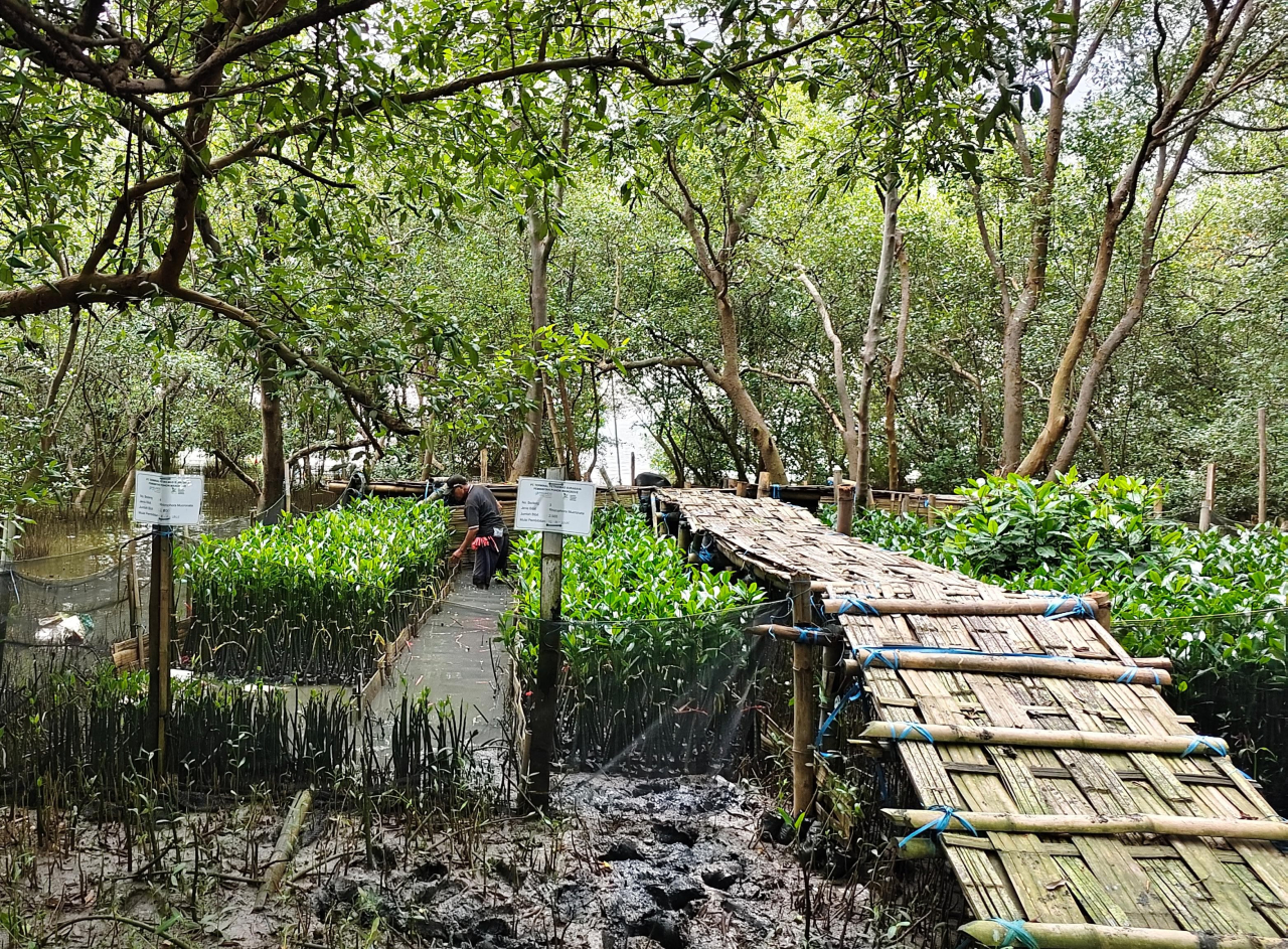 Perkuat Pelestarian Pesisir, TPS Kembangkan Pembibitan Mangrove Adaptif Hadapi Tantangan Abrasi