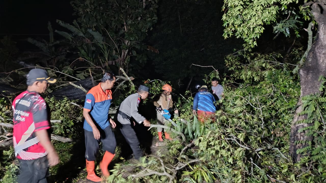 Angin Kencang Terjang Jember Selatan, 51 Pohon Tumbang dan Gudang Tembakau Roboh Timpa Rumah Warga