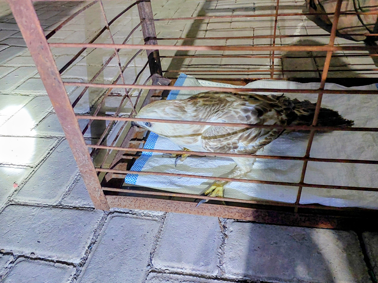 Burung Elang Jawa yang Langka Ditemukan di Gresik Dalam Kondisi Terluka