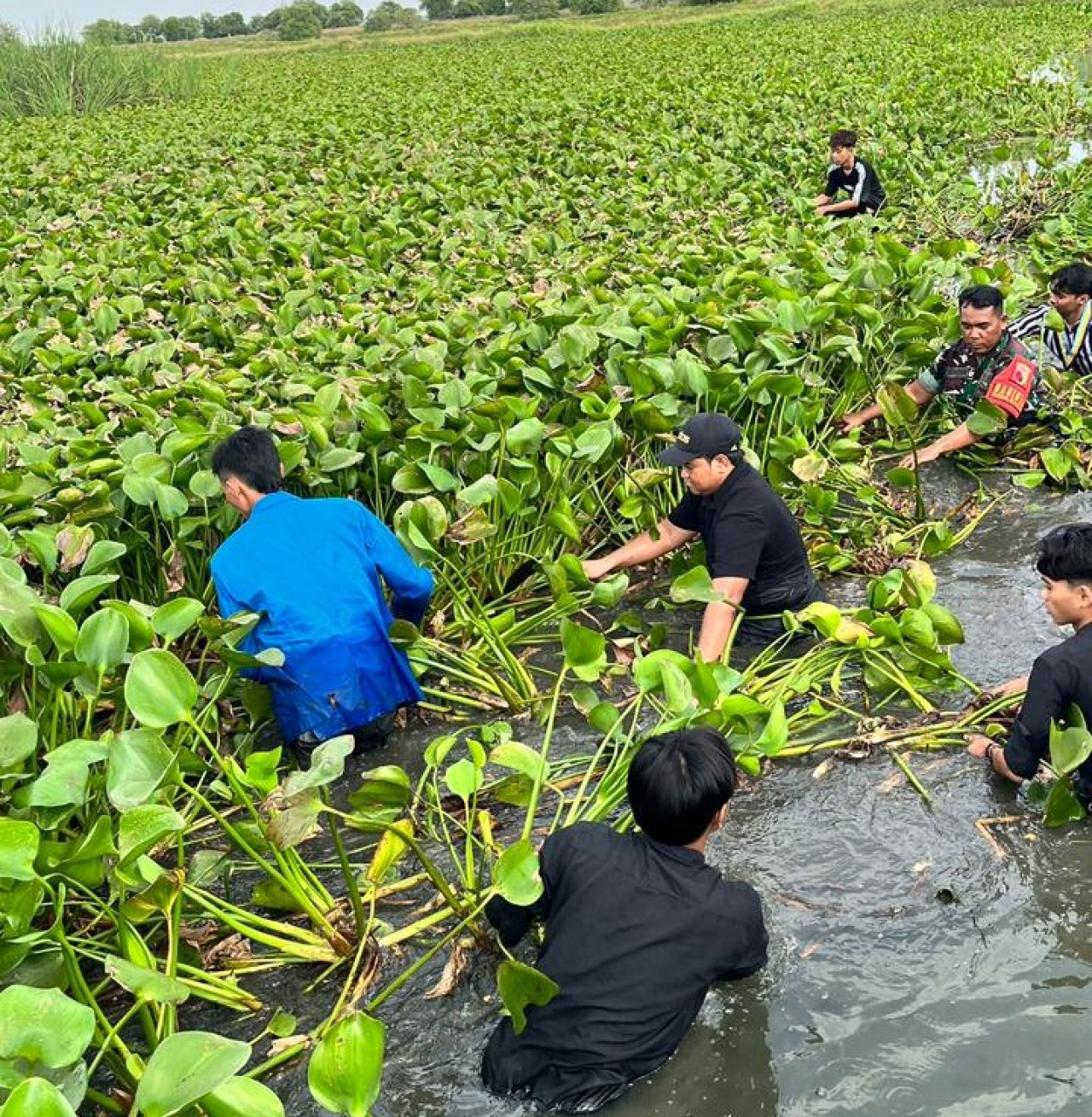 Ketua DPRD Gresik dan Kader PMII Turun Bersihkan Eceng Gondok di Saluran Irigasi Tebalo