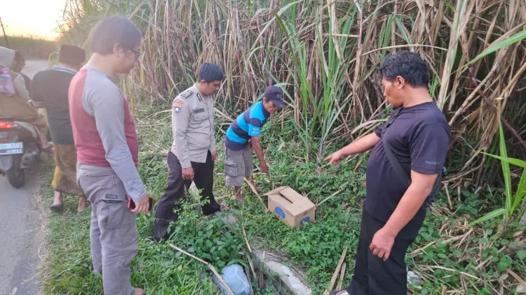Bayi Perempuan Dalam Kardus Dibuang di Kebun Tebu Gondanglegi Malang