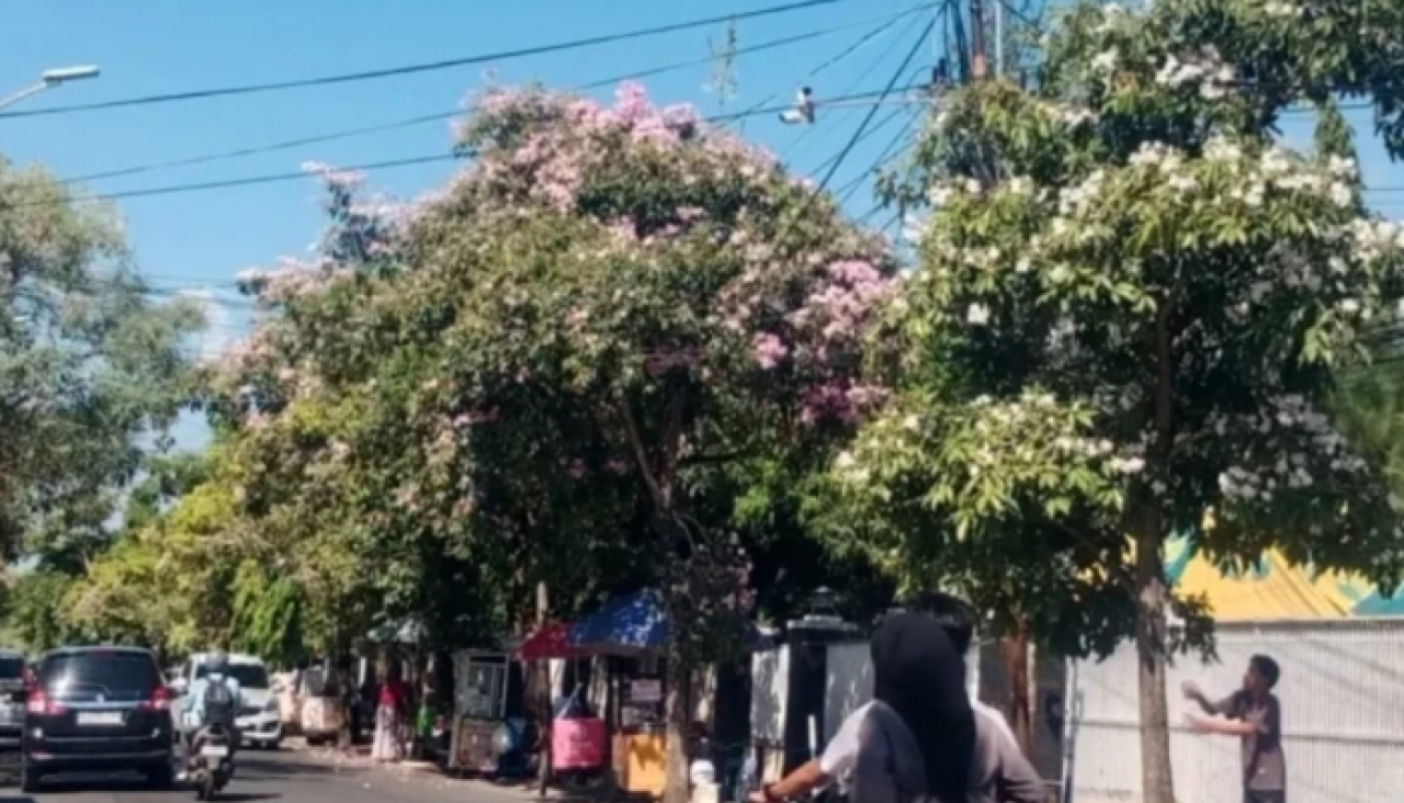 Tabebuya Bermekaran, Jalan Dr. Cipto Sumenep Diserbu Warga Pemburu Foto