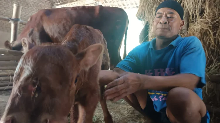 Heboh Anak Sapi Bermata Tiga, Sempat Ditawar Rp 1 Miliar Namun Ditolak Pemilik