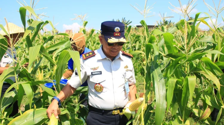 Lapas Banyuwangi Panen Jagung dan Cabai di Lahan SAE