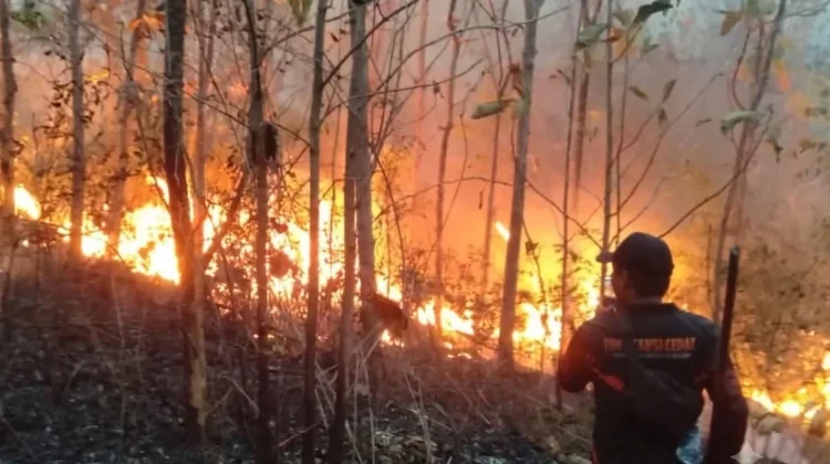 Kebakaran Hutan Rakyat di Magetan Meluas, 5 Hektare Lahan Dilalap Api